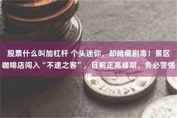 股票什么叫加杠杆 个头迷你，却暗藏剧毒！景区咖啡店闯入“不速之客”，目前正高峰期，务必警惕